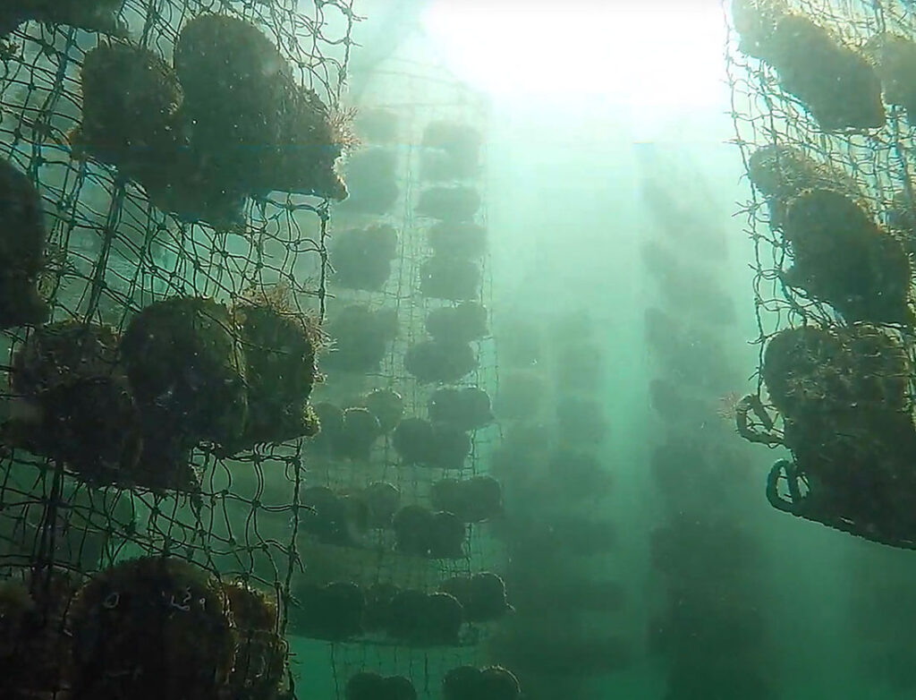 海中の真珠養殖の様子