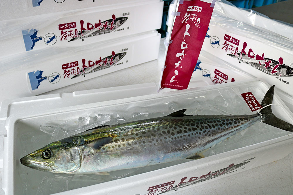 発泡スチロールに氷漬けで入っている答志のトロさわら