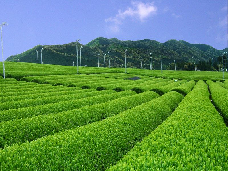 大台町の伊勢茶畑